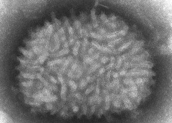 La búsqueda de una vacuna para el coronavirus a partir del virus que erradicó la viruela