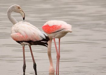 Adelante Andalucía pide implicación al Gobierno para la conservación y puesta en valor de la laguna Ruíz Sánchez