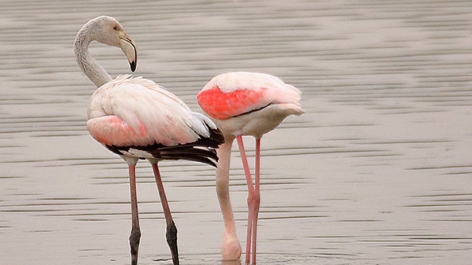 Adelante Andalucía pide implicación al Gobierno para la conservación y puesta en valor de la laguna Ruíz Sánchez