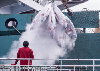 El transbordo de capturas de barcos pesqueros a buques frigoríficos está facilitando la pesca ilegal, que destruye los océanos