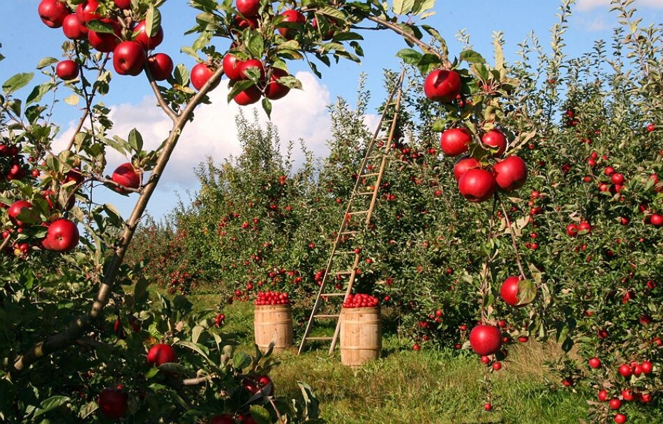 Amigos da Terra reivindica a importancia do sector agrario e gandeiro en tempos de urxencia sanitaria polo COVID-19