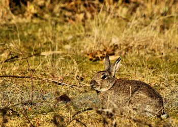 Organizaciones ecologistas trasladan al Comité de Caza las propuestas para que no se use la caza para el control de especies silvestres