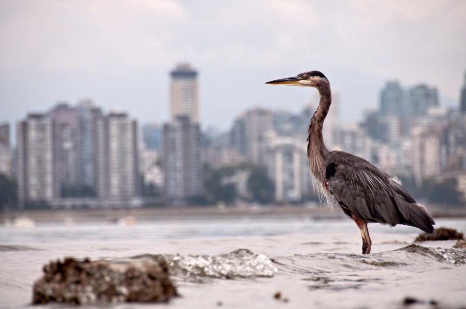 El confinamiento transforma las ciudades en un oasis efímero para los animales