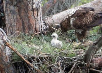 El proyecto AQUILA a-LIFE registra un récord sin precedentes de nacimientos de águilas de Bonelli