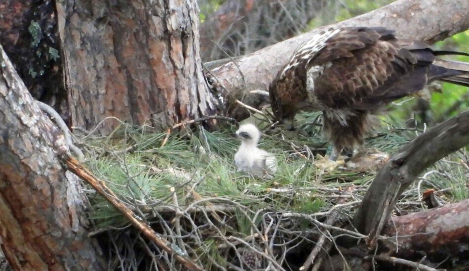 El proyecto AQUILA a-LIFE registra un récord sin precedentes de nacimientos de águilas de Bonelli