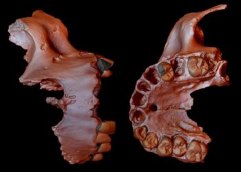 Obtienen la evidencia genética humana más antigua hasta la fecha