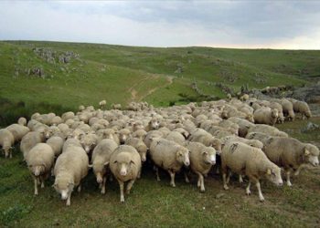 La pandemia ha puesto de manifiesto que carecemos de una soberanía alimentaria, siendo Castilla y León una comunidad eminentemente agrícola y ganadera