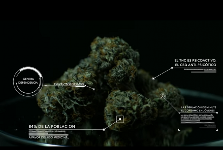 Documental “Marihuana primero las personas”: pasado, presente y futuro del cannabis en España