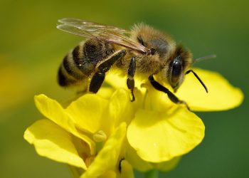 Ecologistas en Acción: Detener la pérdida de biodiversidad es esencial para protegerse de futuras pandemias