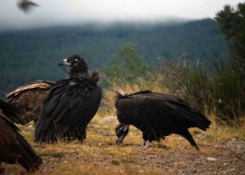 El buitre negro vuelve a criar en el Sistema Ibérico, tras más de medio siglo extinguido