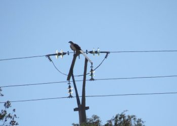 Un proyecto de conservación logra 1.200 postes eléctricos dejen de ser mortales para el águila de Bonelli