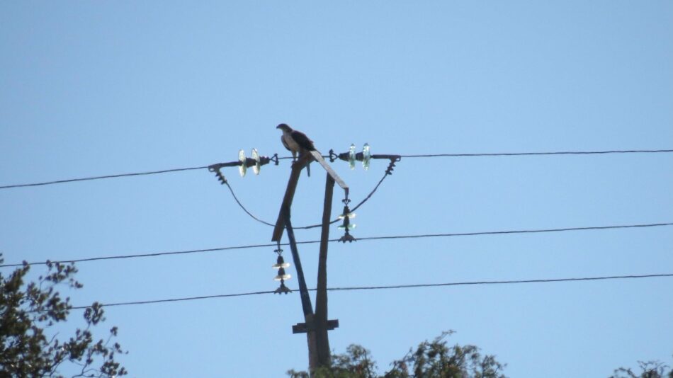 Un proyecto de conservación logra 1.200 postes eléctricos dejen de ser mortales para el águila de Bonelli