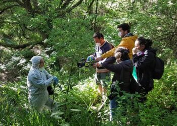 La madera de algunos bosques de Bizkaia y Huesca contienen altas concentraciones de lindano