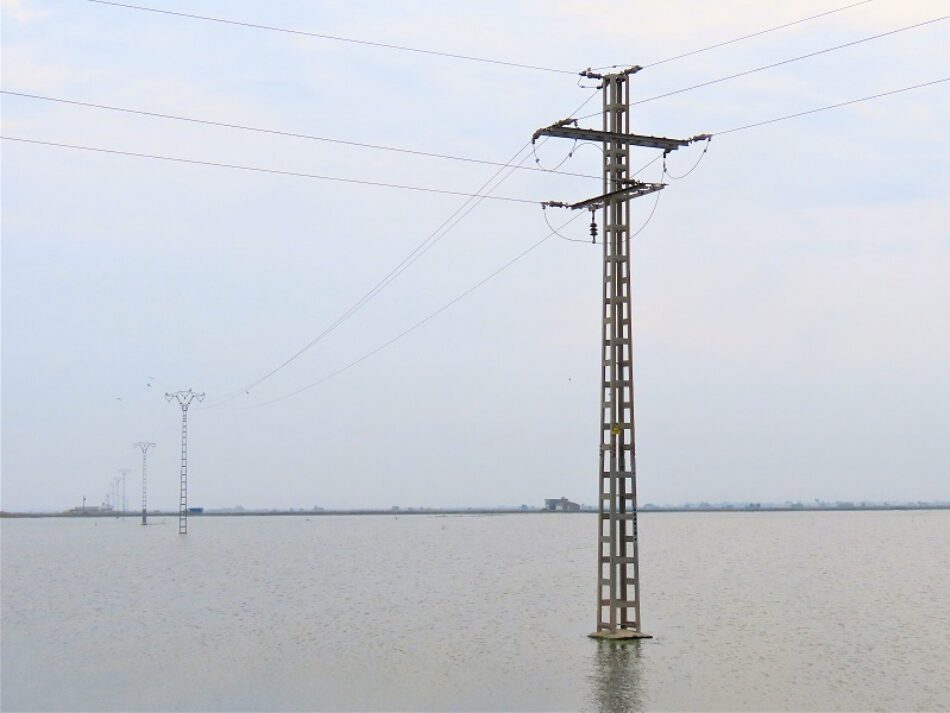 CGT denuncia a Iberdrola por una electrocución de un águila pescadora en l’Abufera de València