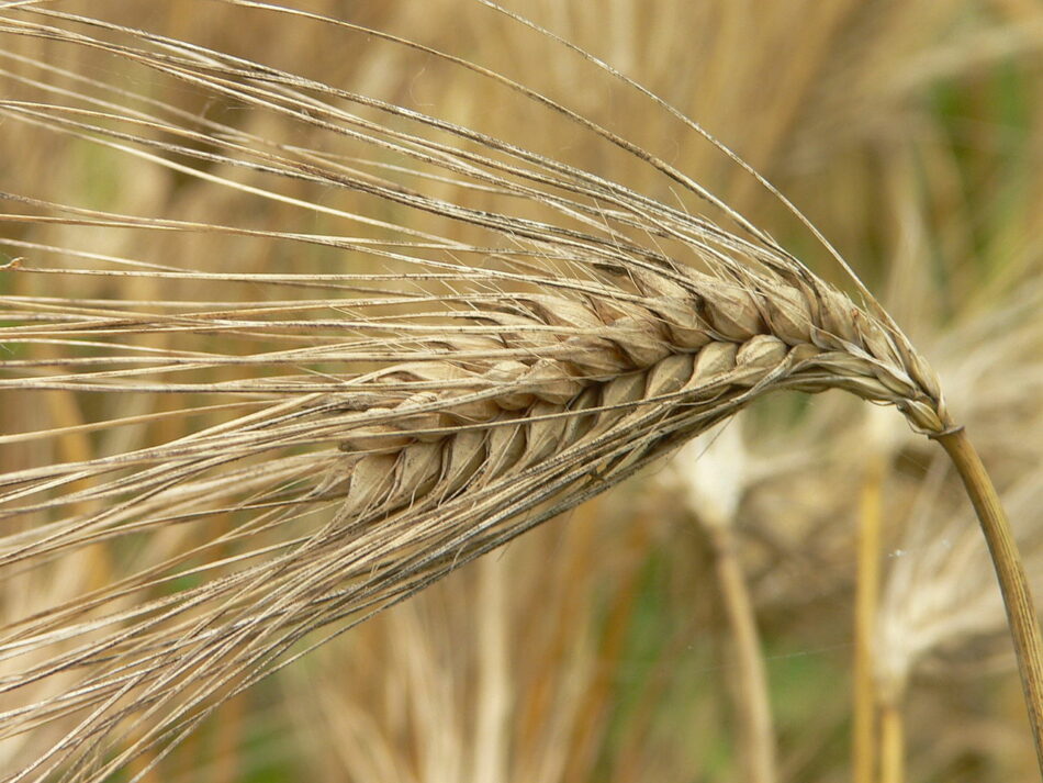 Las Estrategias del Campo a la Mesa y Biodiversidad se quedan a medio camino para afrontar las crisis alimentarias y ecológicas