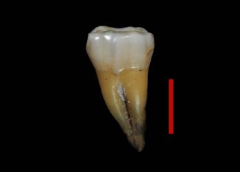 Un diente hallado en Bulgaria confirma la primera presencia de humanos modernos en Europa