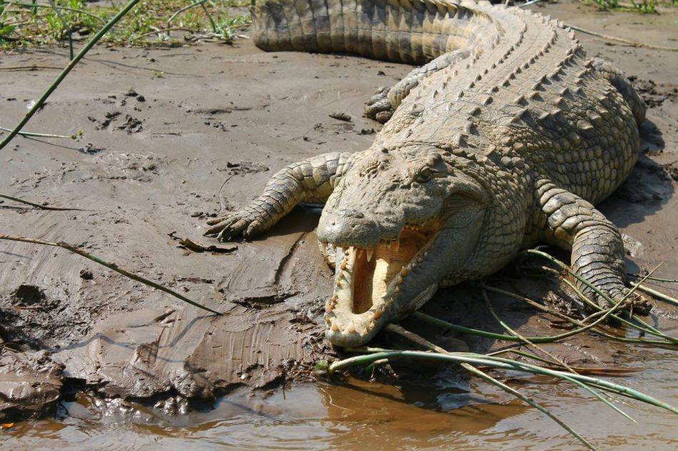 Así sobreviven cocodrilos y otros reptiles fuera de su hábitat natural