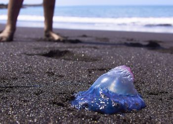 Así funciona MedusApp, la aplicación española para alertar de la presencia de estos animales marinos