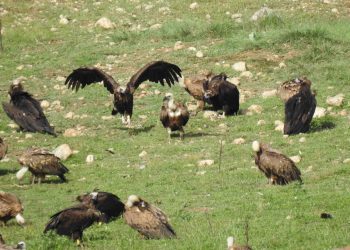 Casi sesenta buitres negros han nacido en Pirineos en diez años gracias a su reintroducción