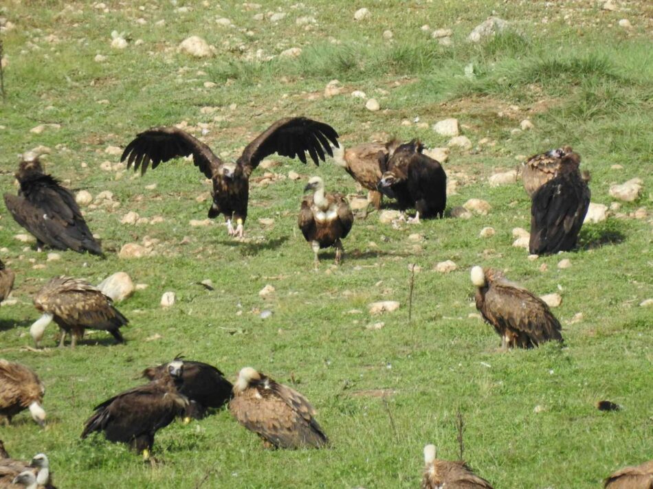 Casi sesenta buitres negros han nacido en Pirineos en diez años gracias a su reintroducción