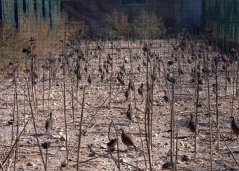 802 granjas crían animales en cautividad para la caza