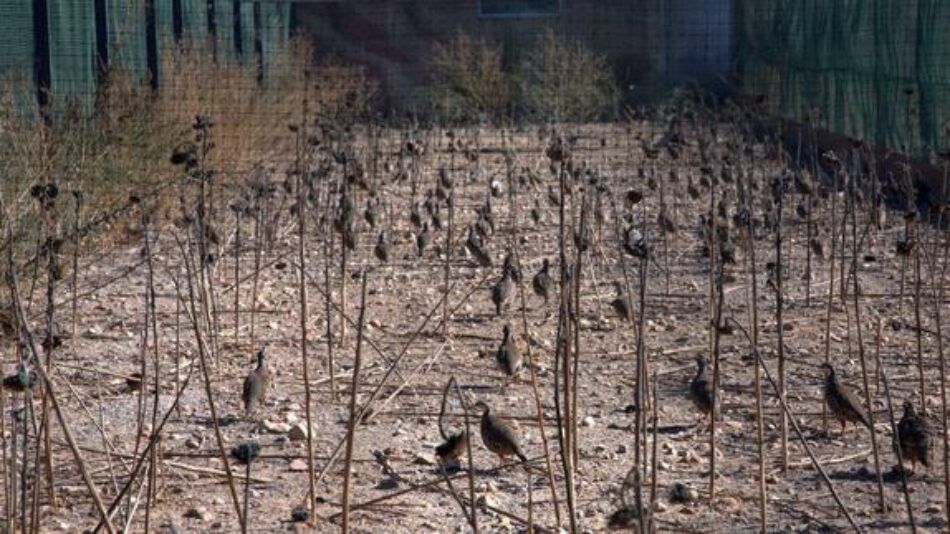 802 granjas crían animales en cautividad para la caza