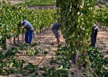 El Gobierno flexibiliza los requisitos exigidos para el cobro de ayudas de la PAC en los sectores de frutas y hortalizas y del vino