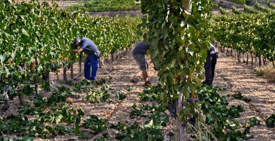 El Gobierno flexibiliza los requisitos exigidos para el cobro de ayudas de la PAC en los sectores de frutas y hortalizas y del vino