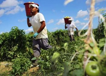 El PCE-PCRM y la Juventud Comunista de la Región de Murcia denuncian nuevos casos de explotación en el campo de Cartagena