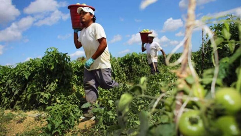 El PCE-PCRM y la Juventud Comunista de la Región de Murcia denuncian nuevos casos de explotación en el campo de Cartagena