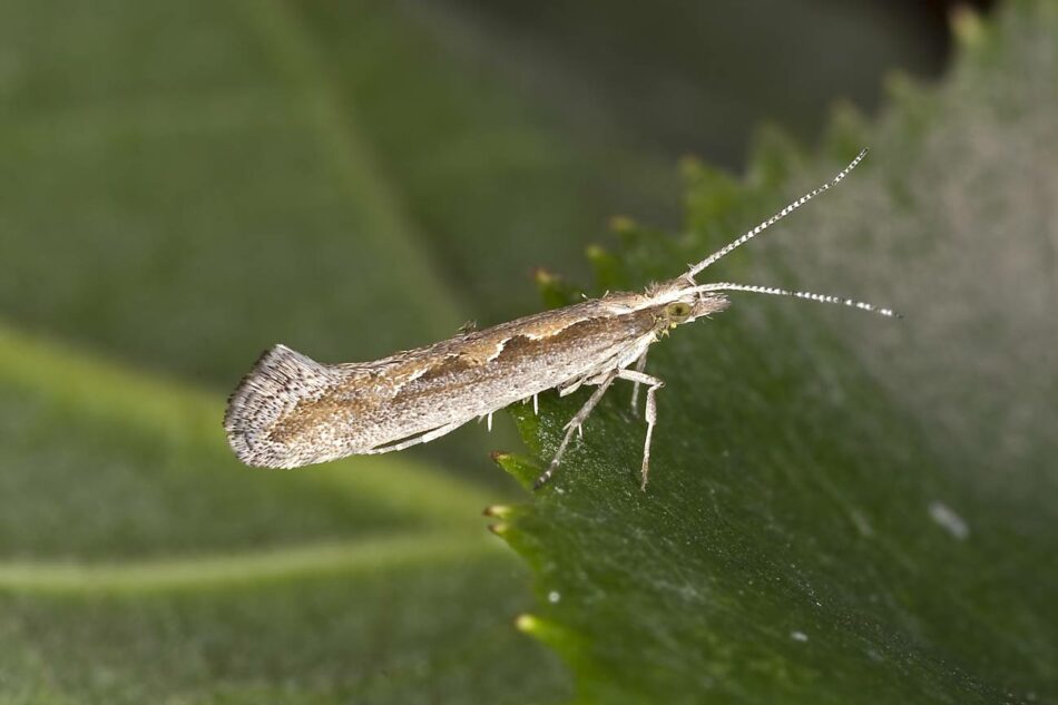 La crisis climática amenaza más de lo que se pensaba a los insectos