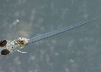 La exposición a contaminantes puede transmitirse a tres generaciones de peces