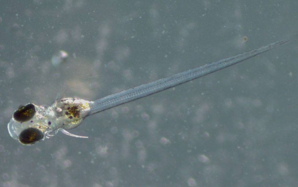 La exposición a contaminantes puede transmitirse a tres generaciones de peces