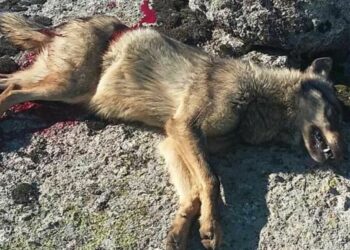 Condena a los dos cazadores que mataron un lobo en una cacería en 2015