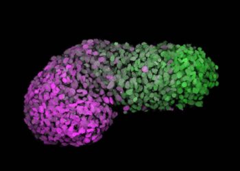 Logran un modelo similar al de un embrión humano a partir de células madre