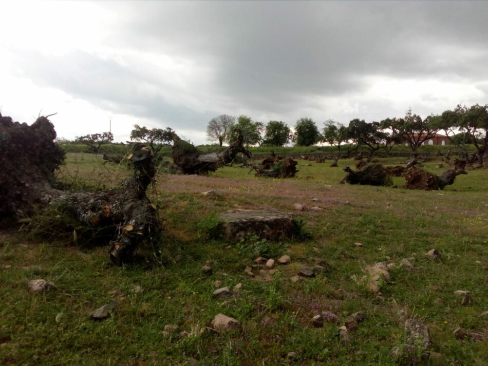 «Extremadura da la espalda a sus olivos centenarios»