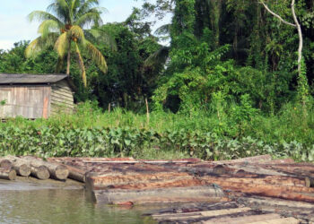 Alerta por el impacto en las comunidades campesinas del aumento de la deforestación en regiones tropicales