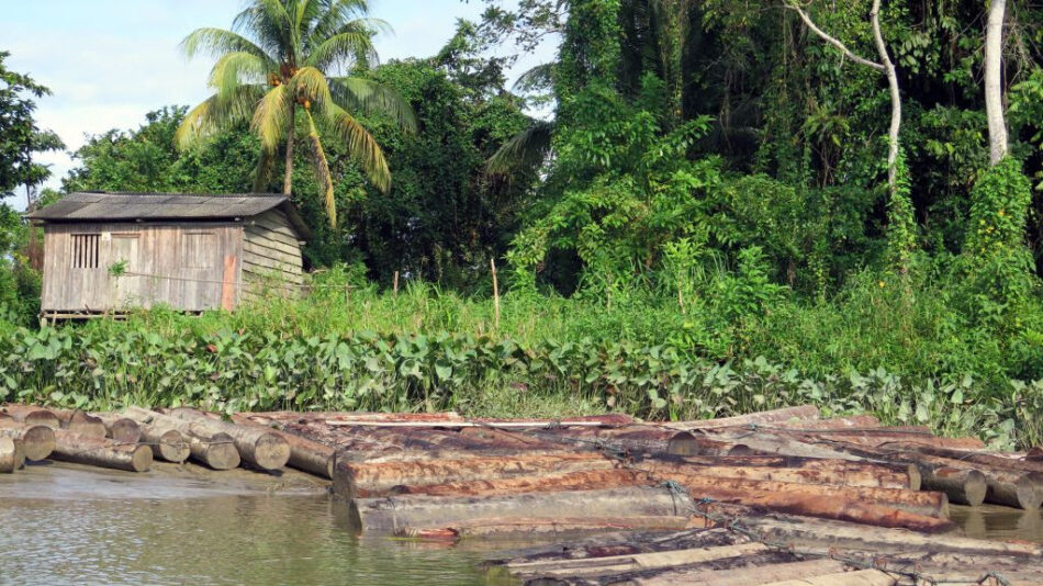 Alerta por el impacto en las comunidades campesinas del aumento de la deforestación en regiones tropicales