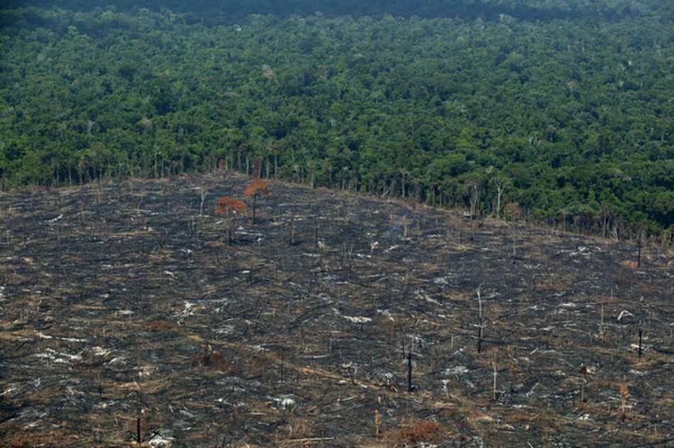 Denuncia la importación española de carne procedente de la deforestación de la Amazonia