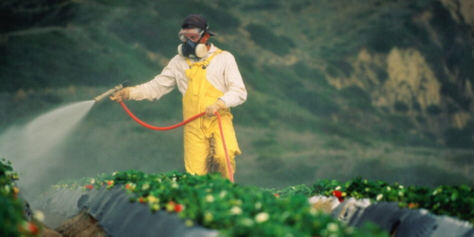 Una manzana puede contener hasta 31 pesticidas diferentes