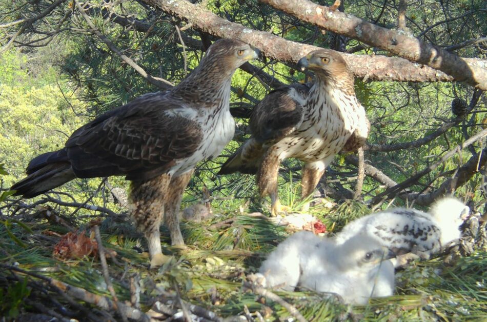 Las águilas de Bonelli de la Comunidad de Madrid sacan adelante siete pollos en 2020, su año más exitoso