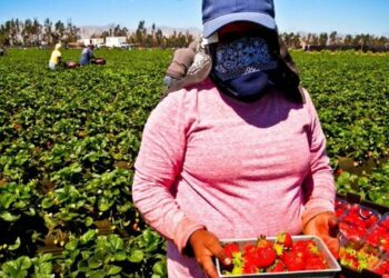 APDHA y AMDH piden el regreso inmediato a Marruecos de más de 7.000 trabajadoras agrícolas varadas en Huelva