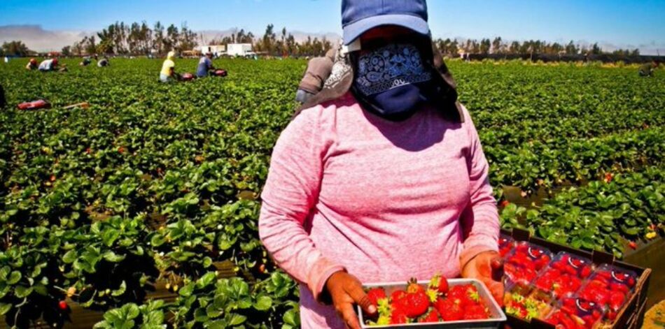 APDHA y AMDH piden el regreso inmediato a Marruecos de más de 7.000 trabajadoras agrícolas varadas en Huelva