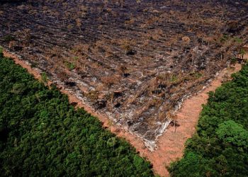 En el estado de Maranhão, el 80% de la selva amazónica ya ha sido devastada