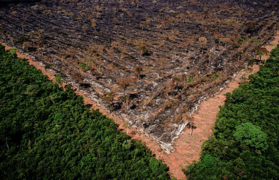En el estado de Maranhão, el 80% de la selva amazónica ya ha sido devastada