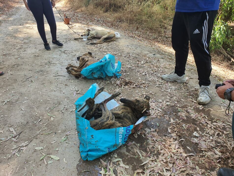 Brutal caso de maltrato animal: aparecen tres galgos apaleados y metidos en sacos en un río en El Arahal (Sevilla)