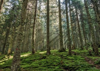 Los satélites detectan un brusco aumento de la explotación forestal en Europa