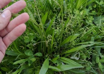 Herbología en las Islas Canarias: cómo la ciencia y los negocios han impulsado las plantas medicinales