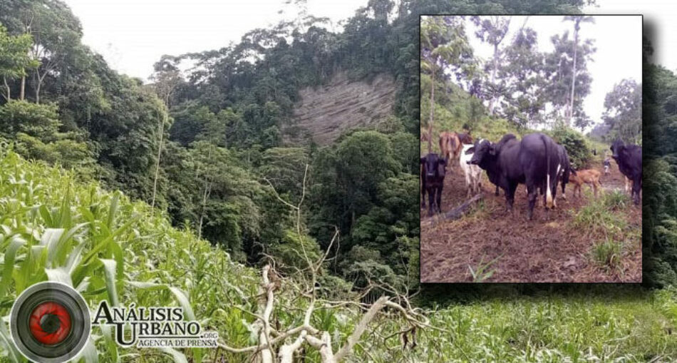 Más de 300 paramilitares se suman al Plan Mil de las AGC desde el sur de Córdoba hacia el norte de Ituango