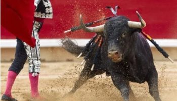PACMA reclama al Gobierno que elimine la protección de la tauromaquia y su inclusión como actividad cultural